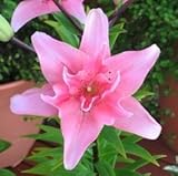 スカシユリ球根　八重咲　エロディ　２球入