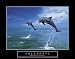 Kitchen & Housewares : Celebrate - Dolphins by Craig Tuttle. Art Print Poster. 28 inches width by 22 inches height.
