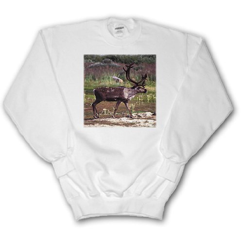 Ground Barrel Caribou, Rangifer arcticus, Tundra, Manitoba, Churchill Northern Canada. - Adult SweatShirt Medium