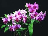 Dendrobium Proud Appeal Ace
