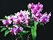 Dendrobium Proud Appeal 'Ace'