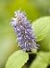 Anise Hyssop Photographic Poster Print, 18x24