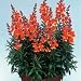 Antirrhinum Seeds: Rembrandt