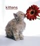 Kittens 2008 Hardcover Weekly Engagement Calendar (German, French, Spanish and English Edition)