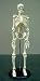 Human Skeleton Model 15 Inches Tall