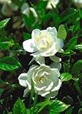 IMAGE OF Gardenia August Beauty Topiary Five Gallon