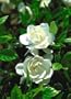 Gardenia August Beauty Topiary Five Gallon