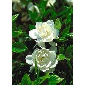 Gardenia August Beauty Topiary by Clifton's Nursery