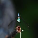 The Last Dragonfly