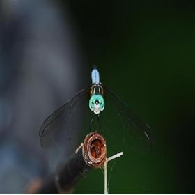 The Last Dragonfly