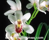 Cym. Sweetheart 