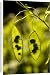 Canvas Prints of Seed pods of Perennial honesty from Ardea Wildlife Pets