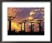 Giant Baobabs (Adansonia Grandidieri), Toliara, Madagascar Lonely Planet Collection Framed Art Poster Print by Karl Lehmann, 22x18