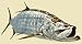 Wildlife Decals Tarpon Decal