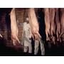 Enemy combatants: America's New Food Source <b>DVD</b> ~ Denis taaffe