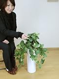 光触媒 観葉植物 ポトス 60cm