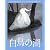 白鳥の湖