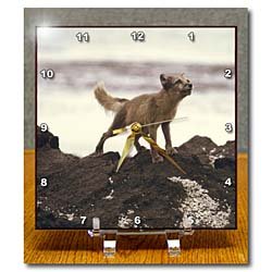 Young Artic Wolf - 6x6 Desk Clock