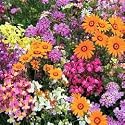 Easy Annuals Fairy Mixed