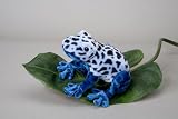 Elf Blue Poison Dart Frog by Douglas