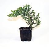 Starter Plant, 3 Inch Japanese Juniper Prebonsai, Procumbens Nana