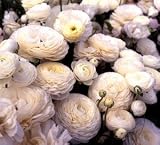 White Ranunculus - 10 Bulbs - Size 7+cm