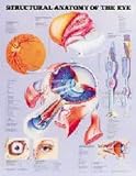 Human Spine Disorders Anatomical Chart