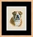 English Bulldog by Judy Gibson - Framed Artwork