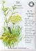 Dill Bouquet Certified Organic Heriloom Seeds 600 Seeds