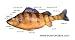 DissectionWorks - Perch Image