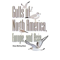Gulls Of North America, Europe, And Asia
