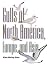 Book Gulls: Of North America, Europe, and Asia