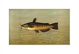 The Common Bullhead or Horned Pout, 1898 by William C. Harris,17.5 in. x 12 in.
