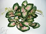 Review   / 33cm Artificial Silk Foliage Green-Pink Caladium Leaf Bush from GT Decorations
