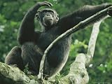 A Male Chimpanzee Dubbed Cole Lounges in the Branches of a Tree Photographic Poster Print by Michael Nichols, 56x42