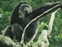 A Male Chimpanzee Dubbed Cole Lounges in the Branches of a Tree Photographic Poster Print by Michael Nichols, 56x42