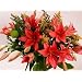 Lady in Red - Fresh Flowers