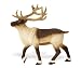 Safari: Reindeer