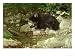 Sloth Bear, Melursus Ursinus Sri Lanka, India Animals Photographic Poster Print by Alan And Sandy Carey, 16x12