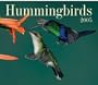Hummingbirds 2005
