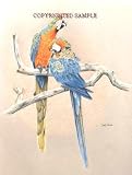 Parrots - Drawing by Cindy Farmer
