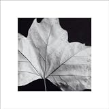 Leaf - Artist: Brian Davi Stevens - Art Print Poster - With a Black Wood Frame - Image Size: 10.50 by 10.50 inches Art Print Poster - With a Black Wood Frame