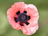 41PNOsThS0L. SL160  50 Oriental Poppy Flower Seeds. Queen Alexandra Poppies.
