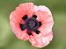 50 Oriental Poppy Flower Seeds. Queen Alexandra Poppies. One Stop Poppy Shoppe® Brand.
