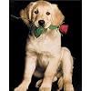 Casanova (Dog with Rose)