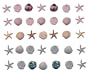 Seashells