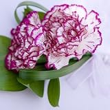 Send Fresh Cut Flowers - Carnation Corsage & Boutonniere (30pc)