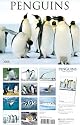 Penguins 2008 Calendar
