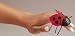 Toys : Folkmanis Mini Ladybug Finger Puppet
