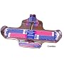 Combination Brannock Device